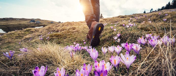 Ein Spaziergang durch den zauberhaften Zavelsteiner Krokusweg